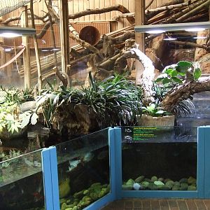 Long-tailed Tamandua exhibit