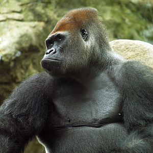 Gorilla