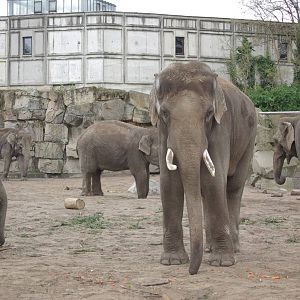 asian elephants - 02.05.2008
