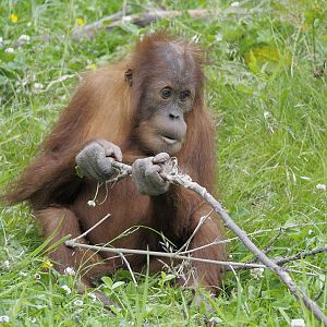 Sumatran orang utan