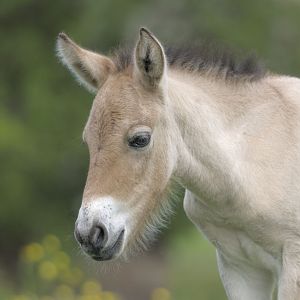 Przewalski colt