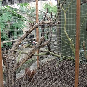 Jaguarundi cage, Rare Species Conservation Centre, Sandwich