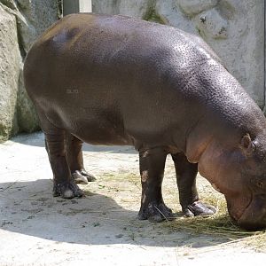 pygmy hippopotamus