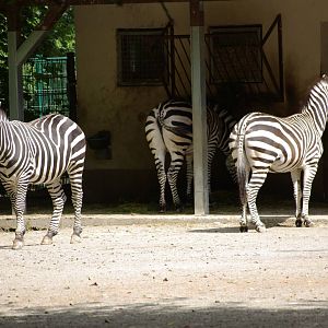 grant`s zebras
