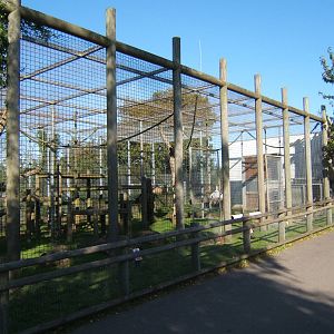 View of the Chimp enclosure