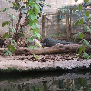 American Alligator in the Forest House