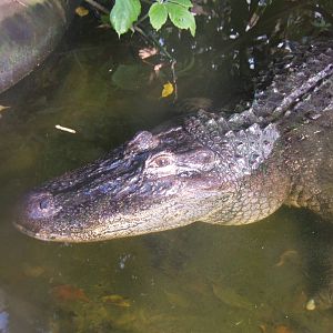 Female American Alligator in Forest House
