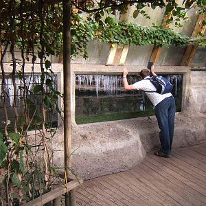 Viewing of American Alligator in Forest House
