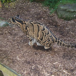 Clouded Leopard