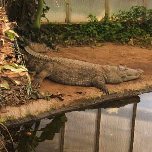 Mugger in Swamp House