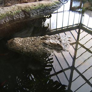 Mugger in water in Swamp House