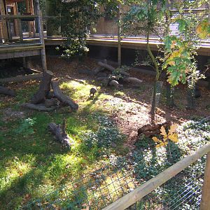 View of Azaras Agouti enclosure