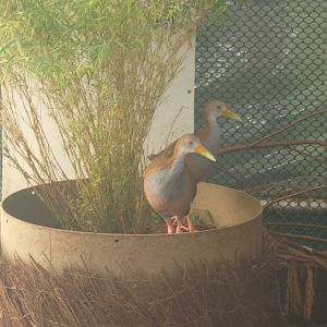 Giant Wood Rail inside Tropical House