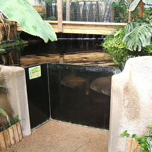 View of Pacu pool in Tropical House