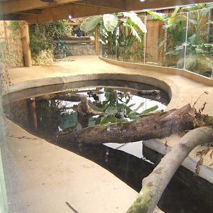 Spectacled Caiman enclosure