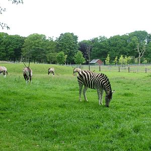 Gemsbok and Chapman's Zebra at Whipsnade 20/06/09