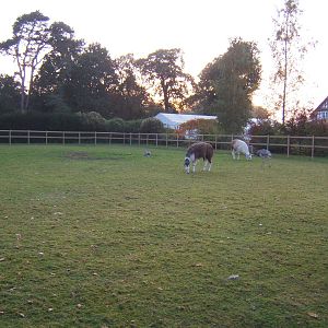 Lenwade Zoological Gardens(Now closed)