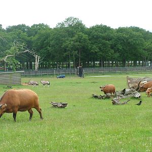 Congo Buffalo and Gemsbok at Woburn 20/06/09