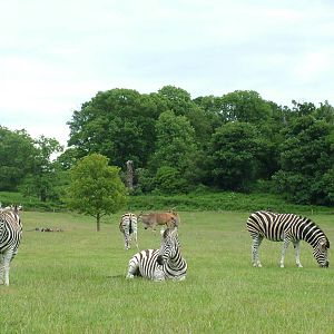 Chapman's Zebra and Common Eland at Woburn 20/06/09