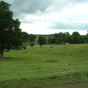 Lion reserve at Woburn 20/06/09