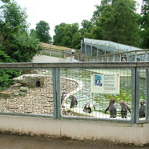 Penguin pool at Woburn 20/06/09