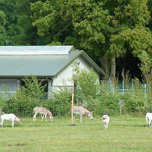 Addax and Somali Wild Ass at Woburn 20/06/09