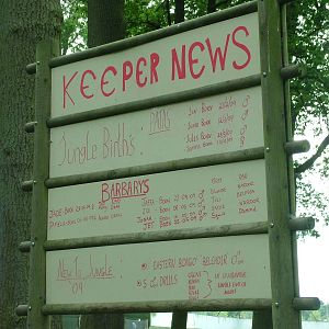 Monkey Jungle keeper news at Woburn 20/06/09