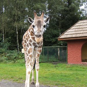 Giraffe coming to say hello