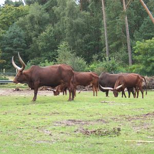 Ankole Cattle