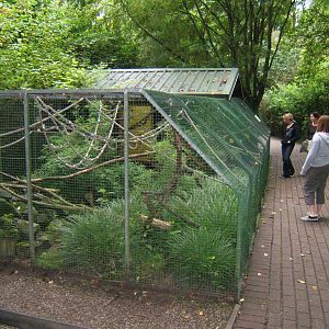 Tamarin enclosure