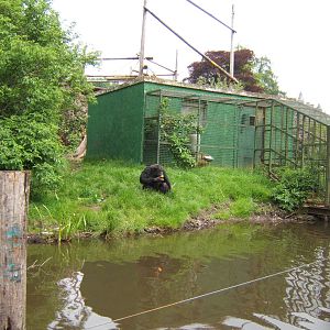 Chimp House on the Chimp Island