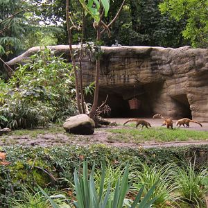 Coati enclosure