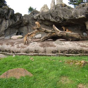 View of the Lion enclosure