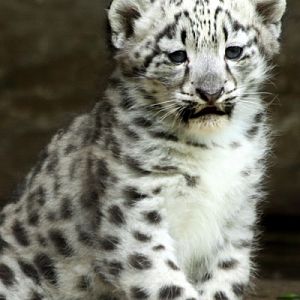 Snow Leopard Cub