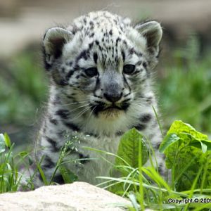 Snow Leopard Cub