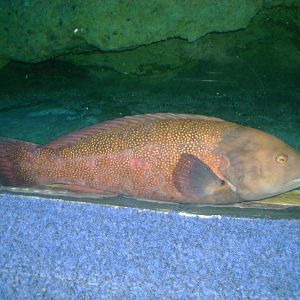 Fish - unsure of species.