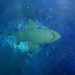 Grey Nurse Shark