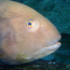 Fish - unsure of species.