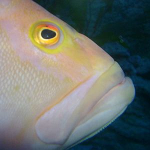 Fish - unsure of species.