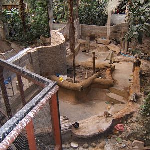 Crocodile under construction