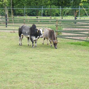 Dwarf Zebu enclosure