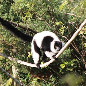 Black and white ruffed lemur