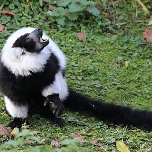 Eating Black and white ruffed lemur
