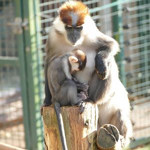 Cherry-crowned Mangabeys, December 2019