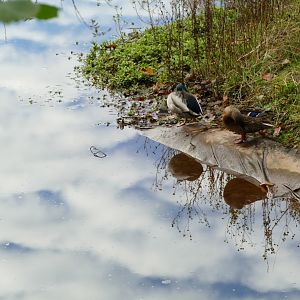 Mallards on the edge of the Orangutan island, December 2019
