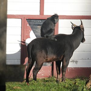 Sulawesi crested macaque & lowland anoa