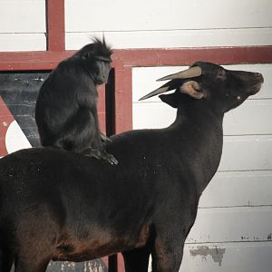 Sulawesi crested macaque & lowland anoa