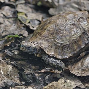 Home's hingeback tortoise