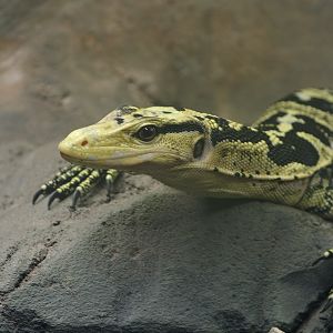 Philippine water monitor