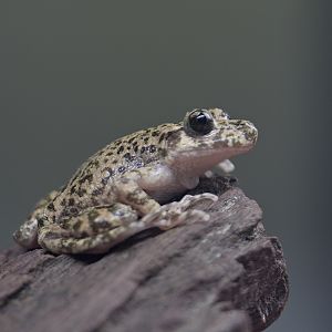 Mallorcan midwife toad